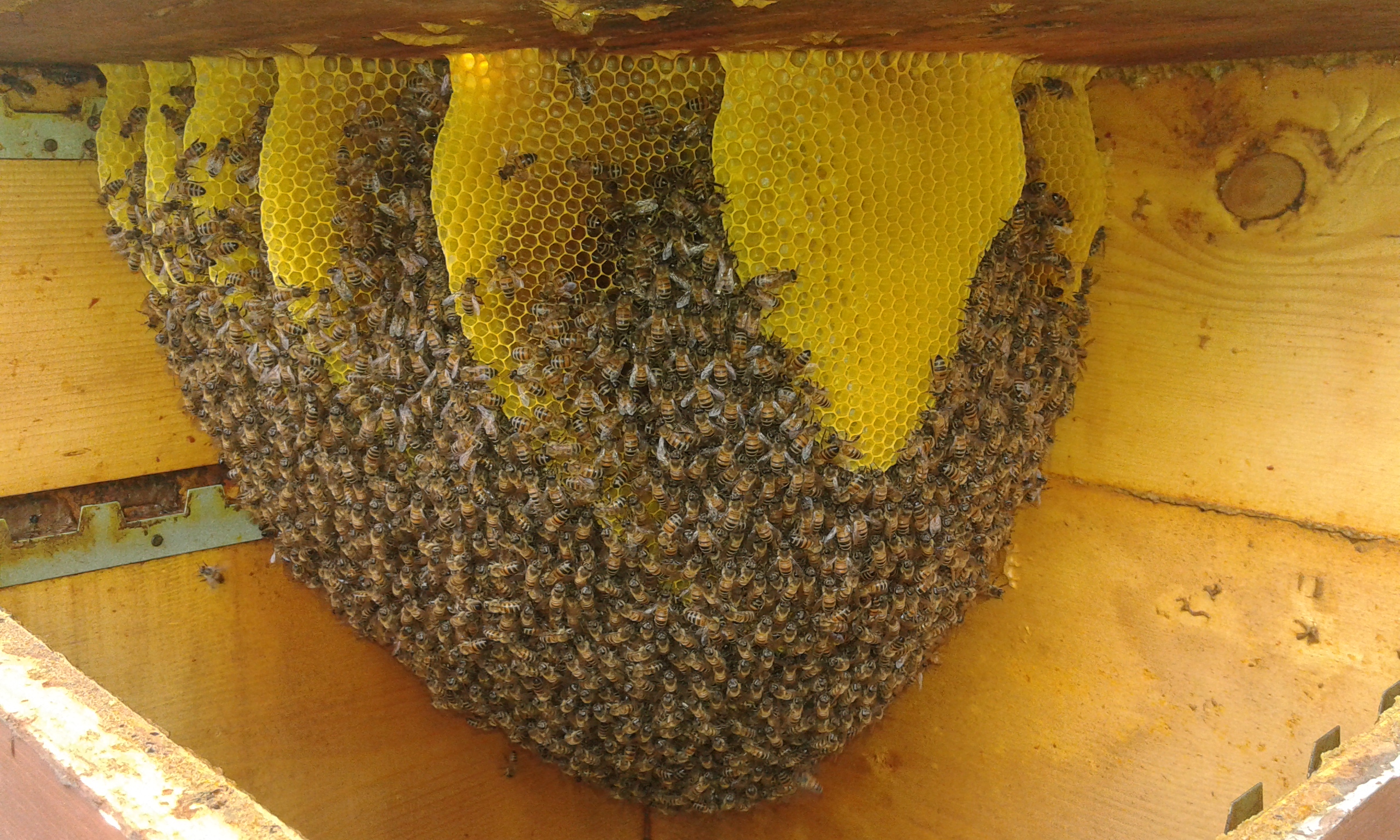 api artificiali  Apicoltura Etica